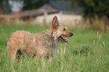 BOUVIER DES ARDENNES 412